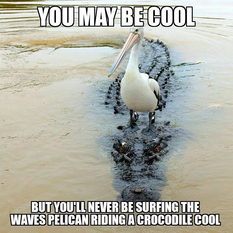 Pelican cool... - meme