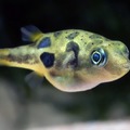pea pufferfish