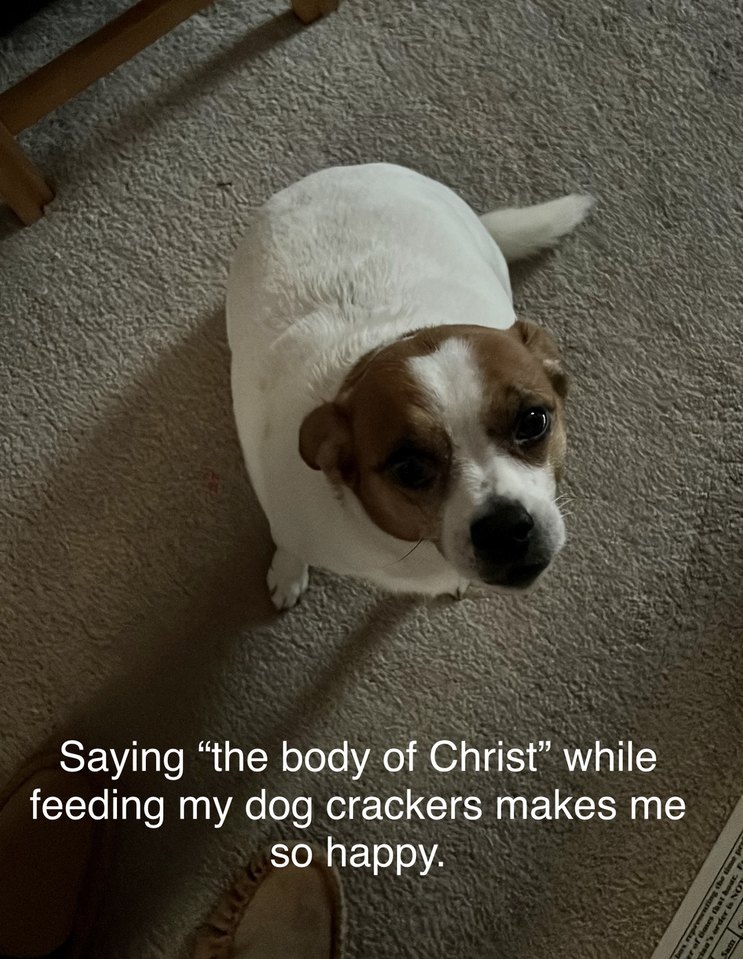 My actual dog. My actual meme. I actually do this and it makes me laugh.
