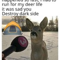 Deer news winter