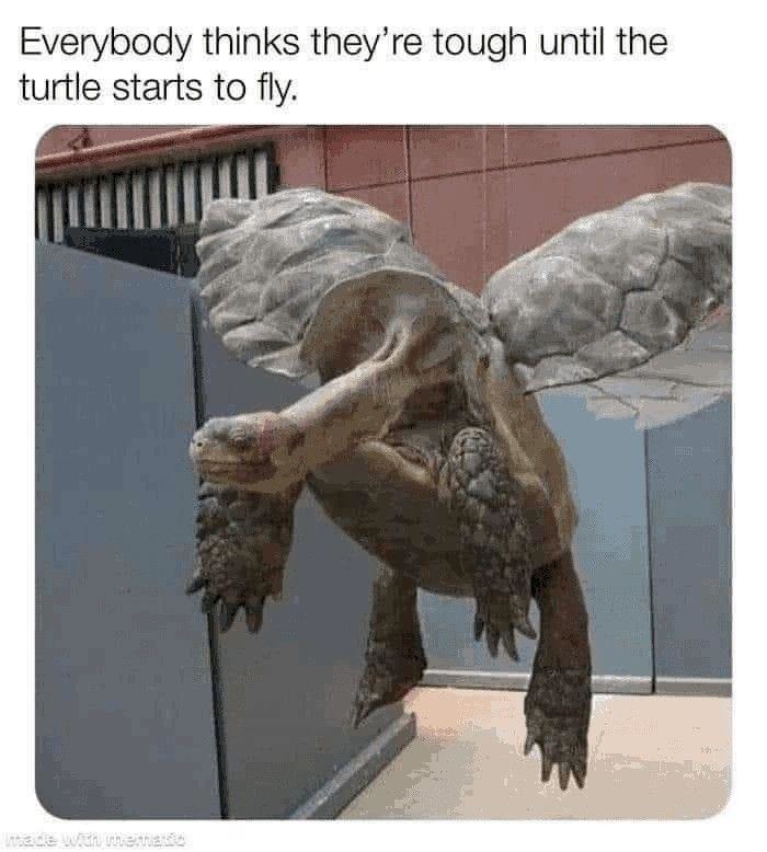 Flying turtle - meme