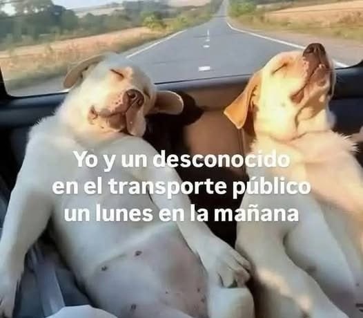 Yo y un random en el bus un lunes a las 7 am - meme