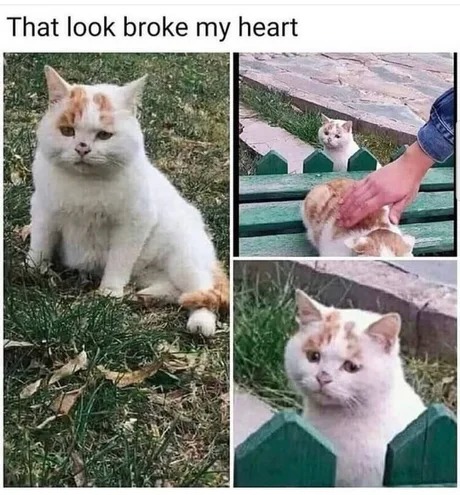 Sad cat... - meme