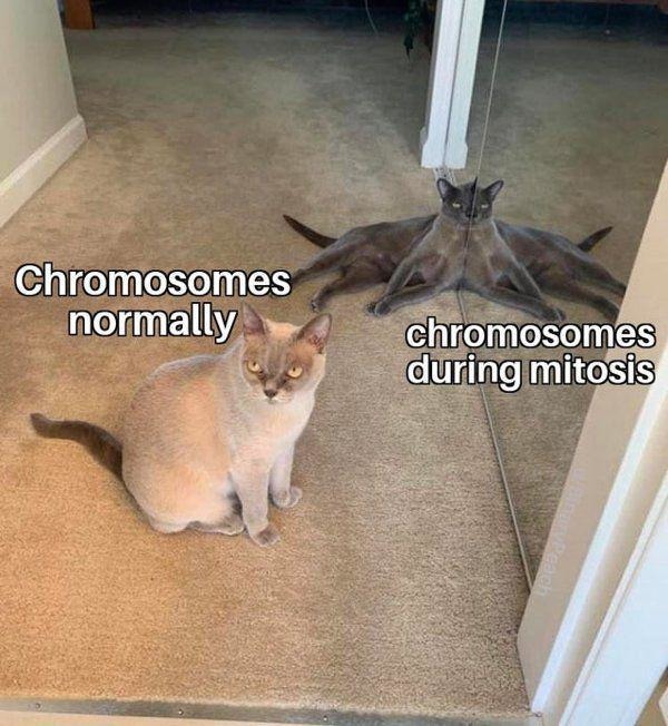 Chromosomes during mitosis be like: let’s get weird - meme