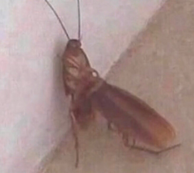 they arent called cock-roaches for nothing - meme