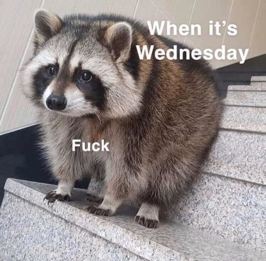 It's Wednesday - meme