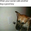 Sad doggo