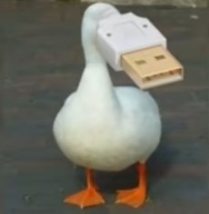 duck. - meme