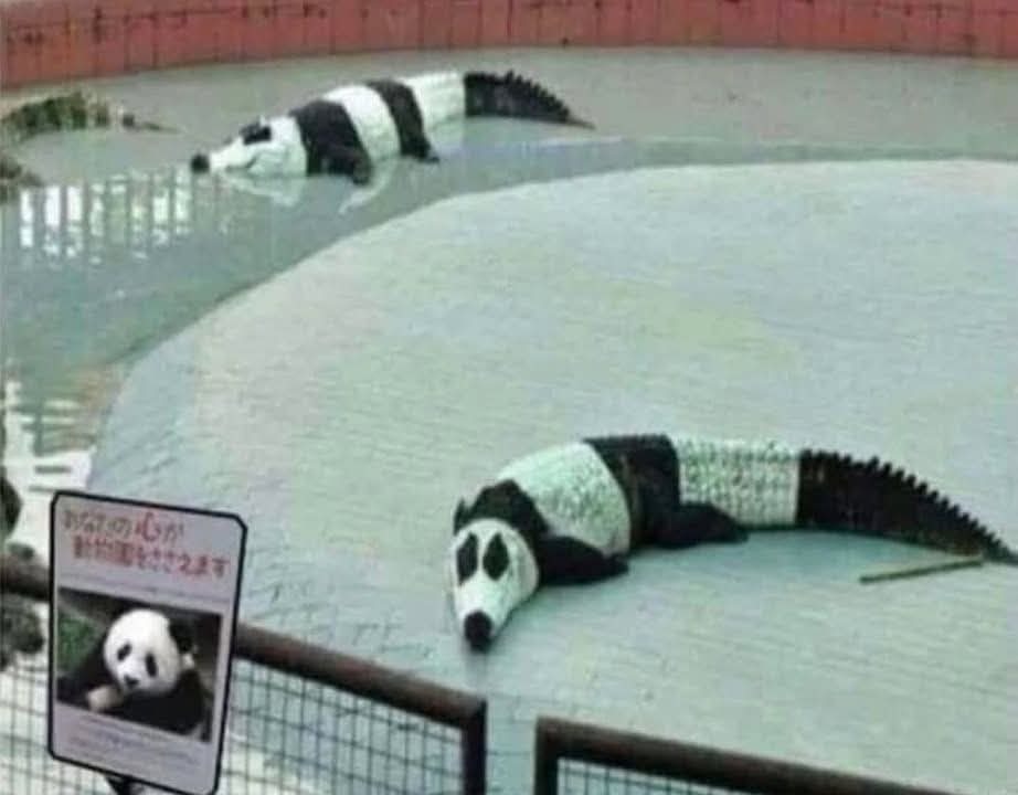 Pandas - meme