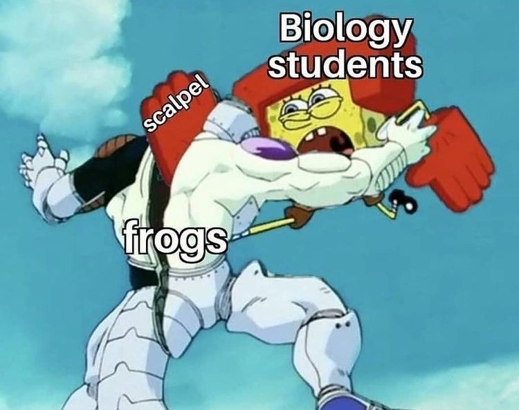 frog dissection - meme