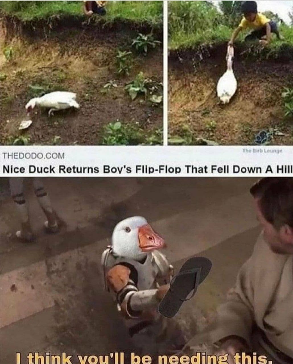 good ducky - meme