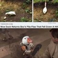 good ducky