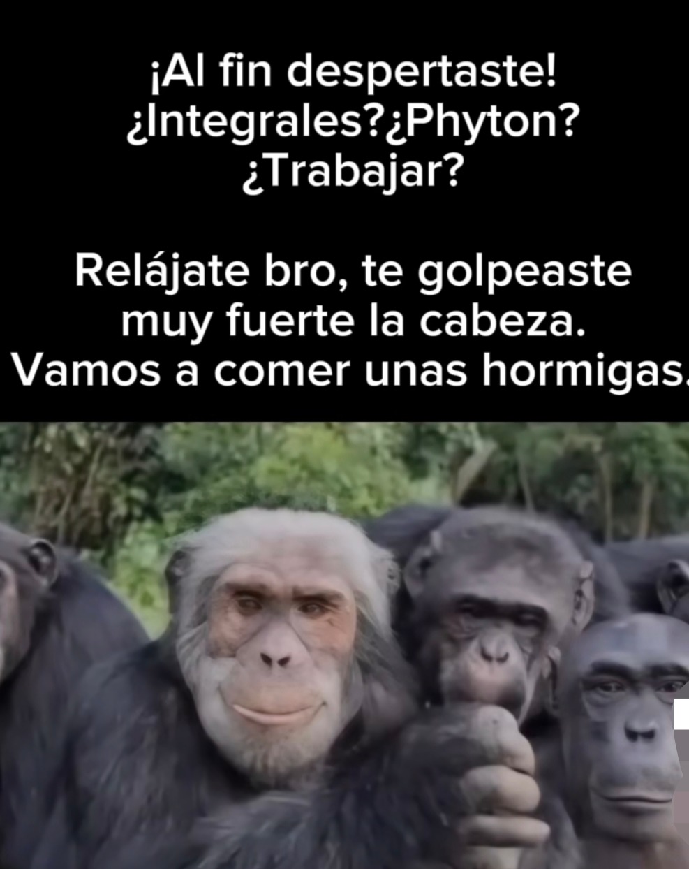 Despertaste bro... integrales, python, trabajar... No bro, tú estás en coma - meme