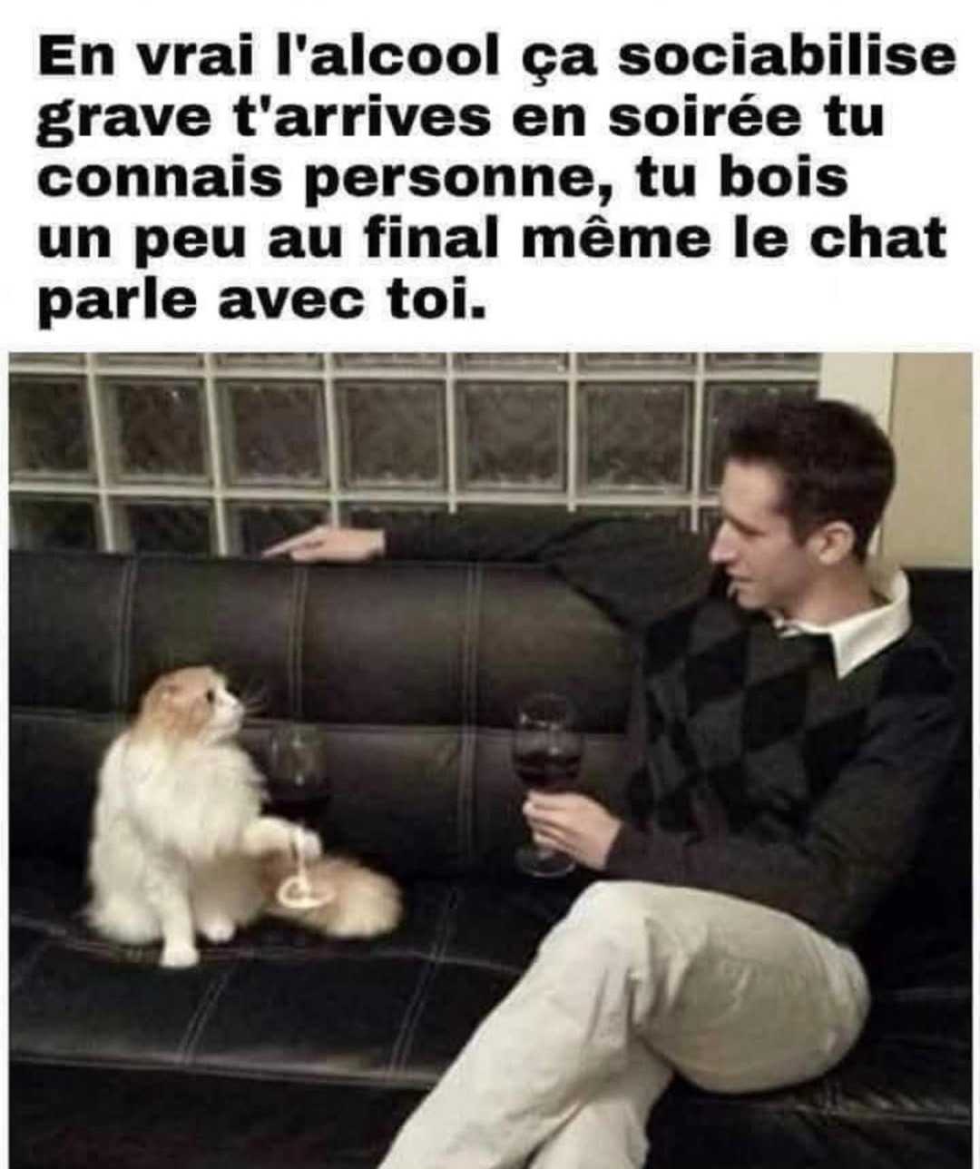 L'alcool transforme les inconnus en philosophes (même ton chat) - meme
