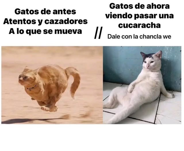 gato old school vs zeta flojo - meme