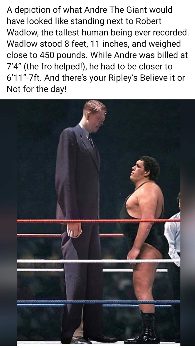The 8th wonder of the world and the greatest beer drink to ever exist, Andre The Giant - meme