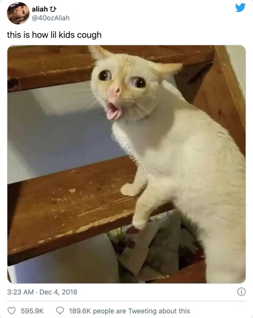 CATS - meme
