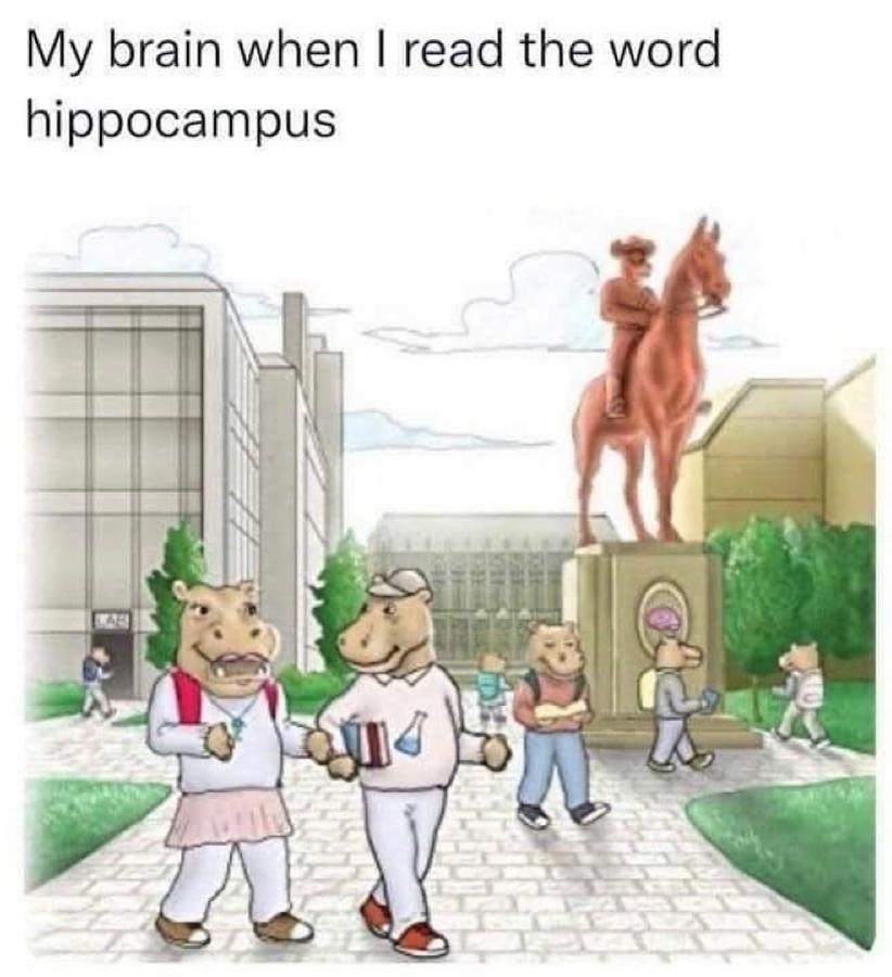 Hippo - meme