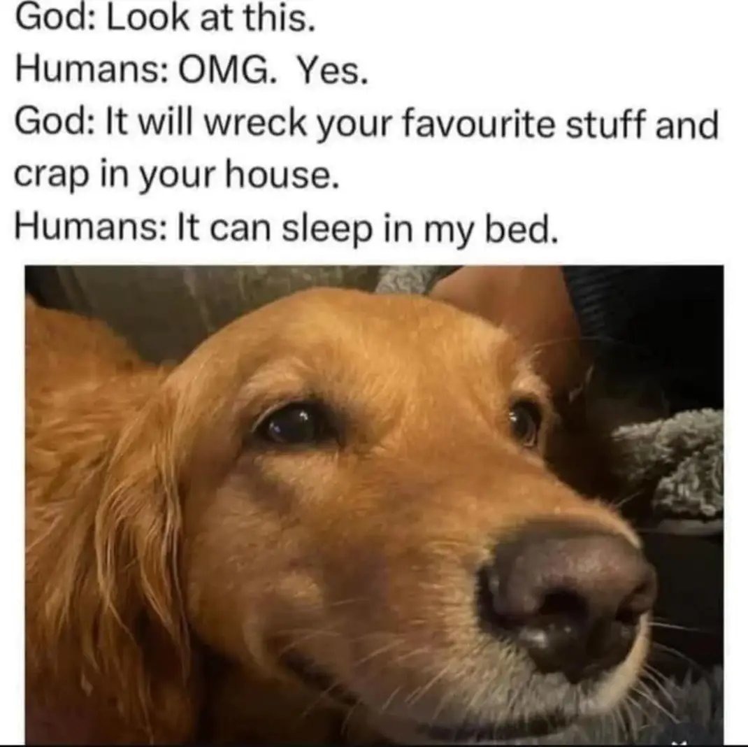 It can sleep in my bed - meme