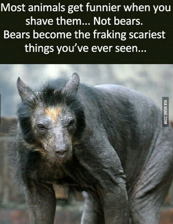 bears when shaved look like hellhounds.....somebody call the Winchesters - meme