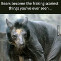 bears when shaved look like hellhounds.....somebody call the Winchesters