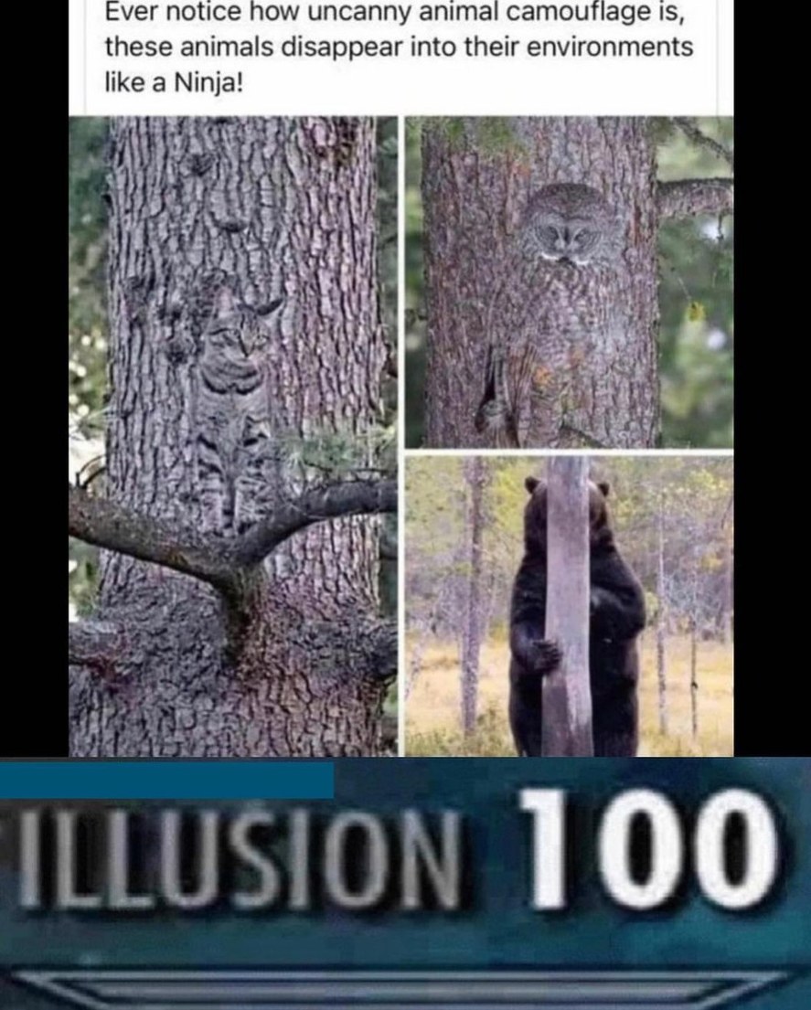 Sneaky bear, couldn't even see him - meme