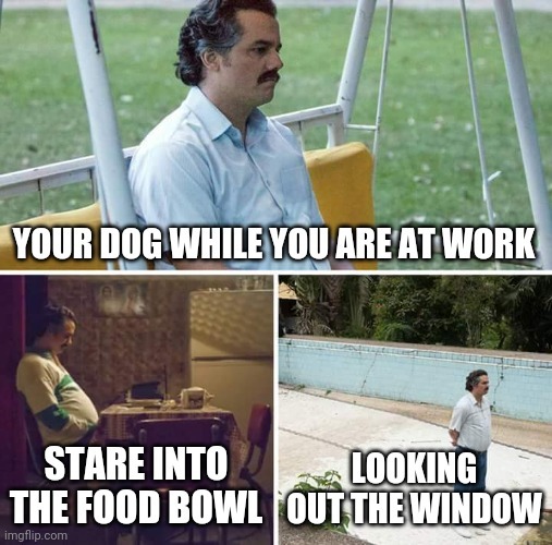 your dog waiting for you to come back home - meme