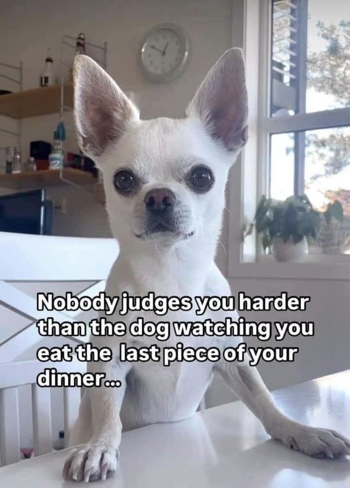 no one judges you like your dog when you finish the last bite - meme