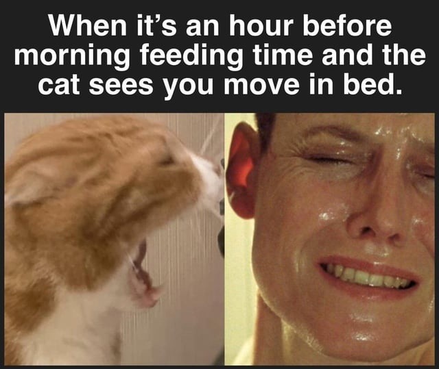 Cat saw me twitch at 5am and now it’s breakfast time apparently - meme