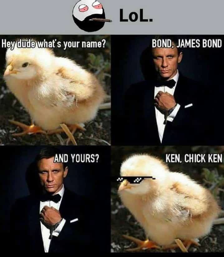 the new bird ass - meme