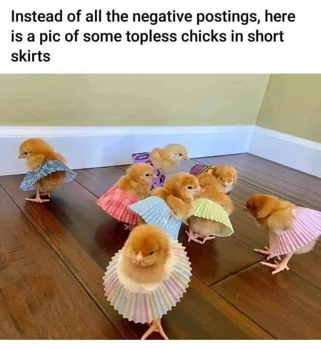 Cute chicks - meme