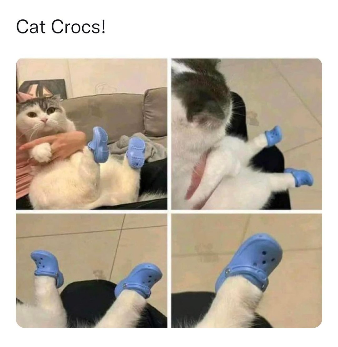 kitty - meme