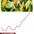 The sad truth about corn