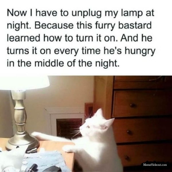catlight - meme