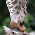 title is a giraffe