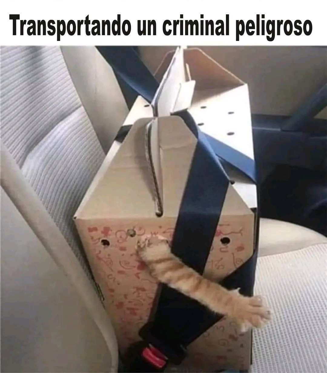 transportando al criminal más peligroso: mi gato con cara de culpa - meme