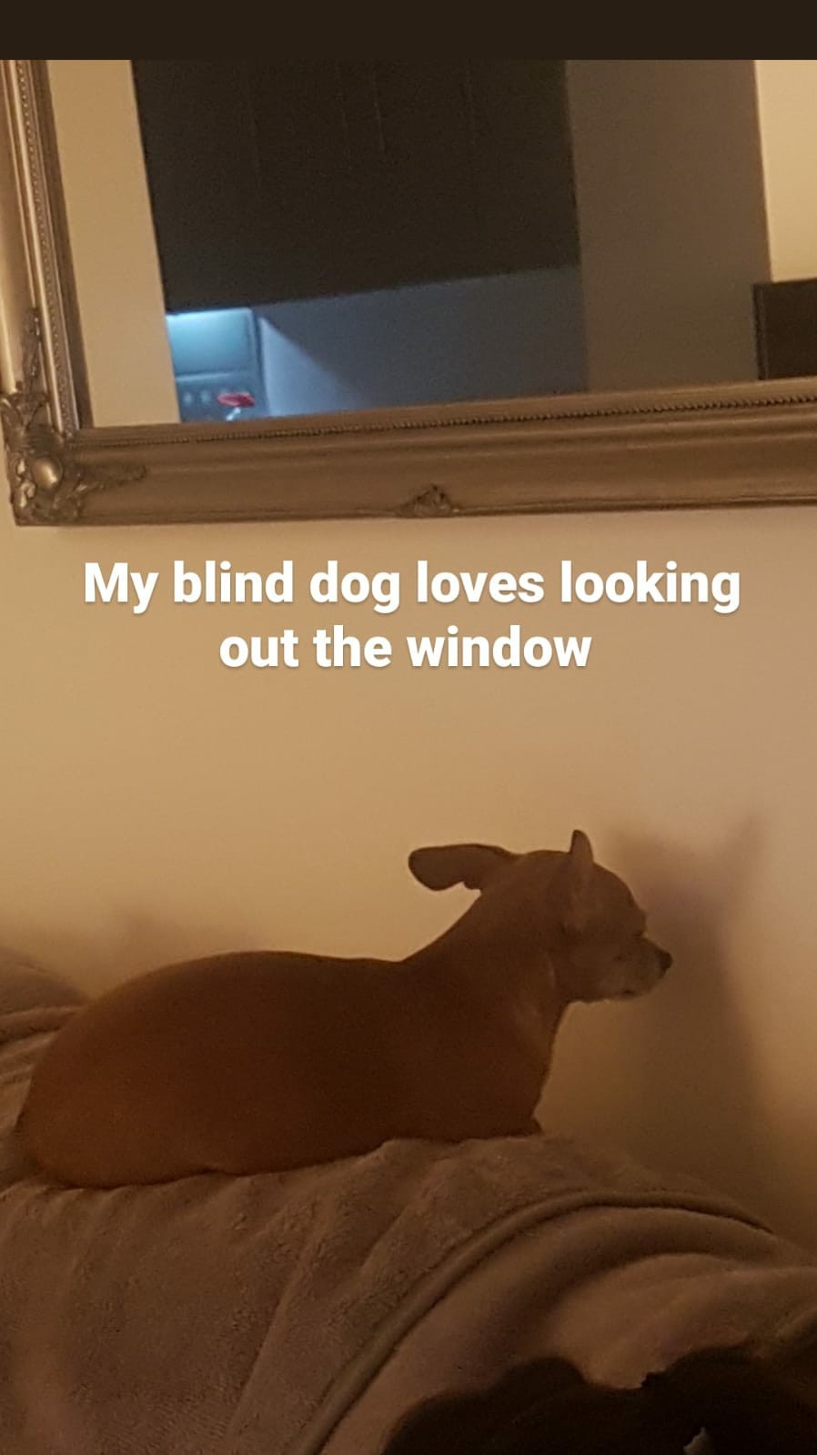Blind dog - meme