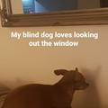 Blind dog