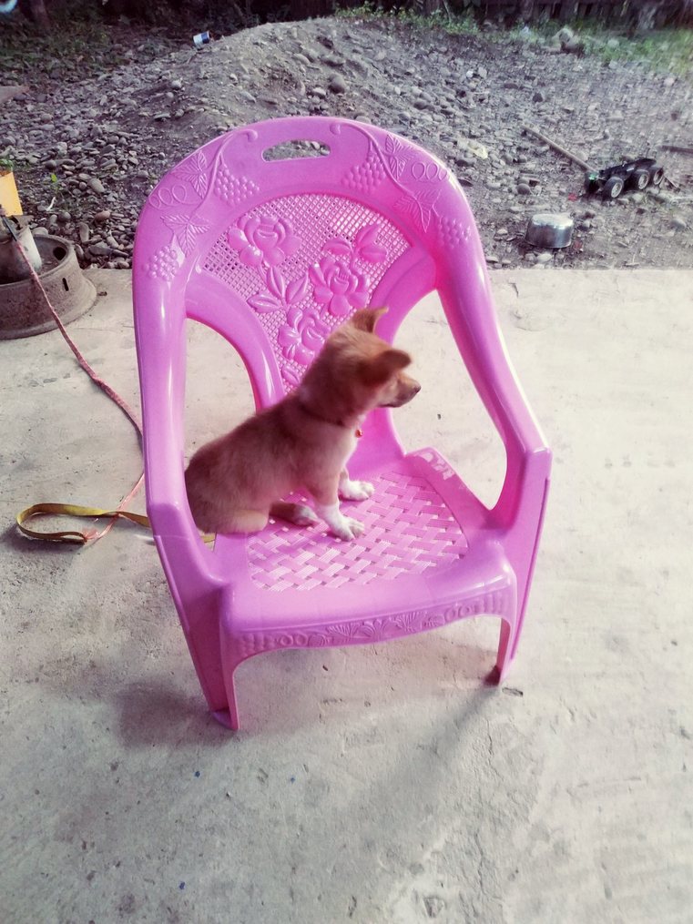 Whoa dog is sitting on the chair - meme