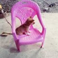 Whoa dog is sitting on the chair