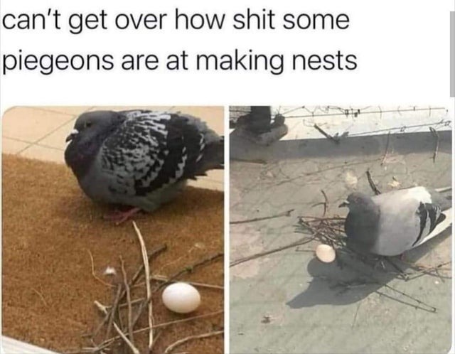 pigeons are the worst being birds - meme