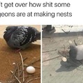 pigeons are the worst being birds