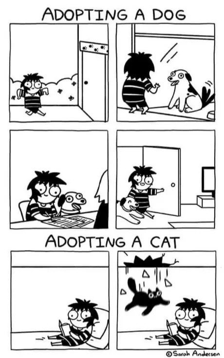 Adopting a dog vs a cat - meme