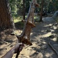 commented item thumbnail