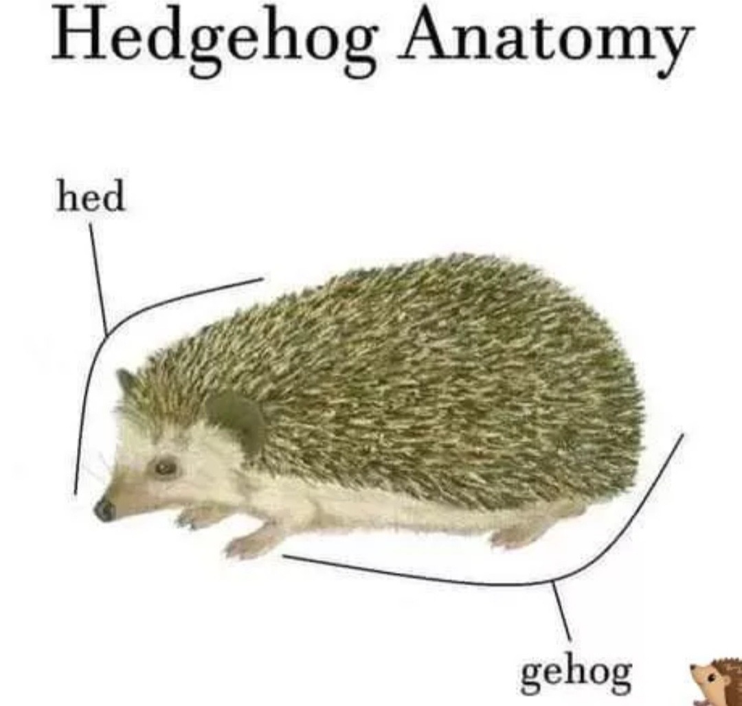 I like hedgehogs - meme