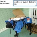 Some pizza doggos are just lit...