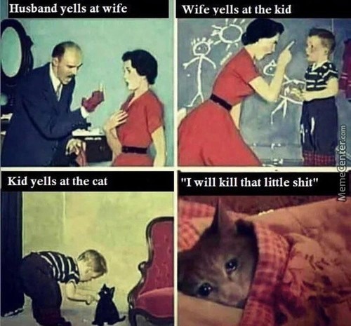 always the cat is the victim - meme