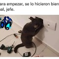 El gato electricista