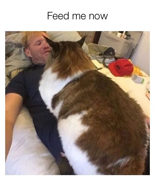 Hungry cat - meme