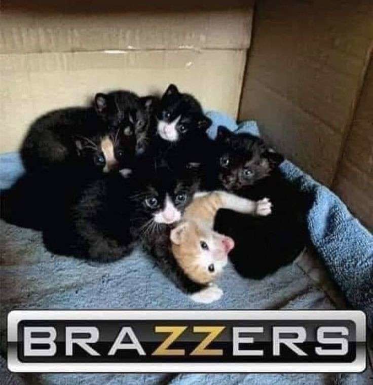 brazzers - meme